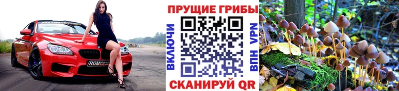 Псилоцибиновые грибы мицелий где найти Глазов
